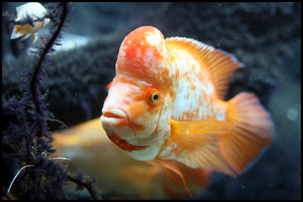 guldfisk